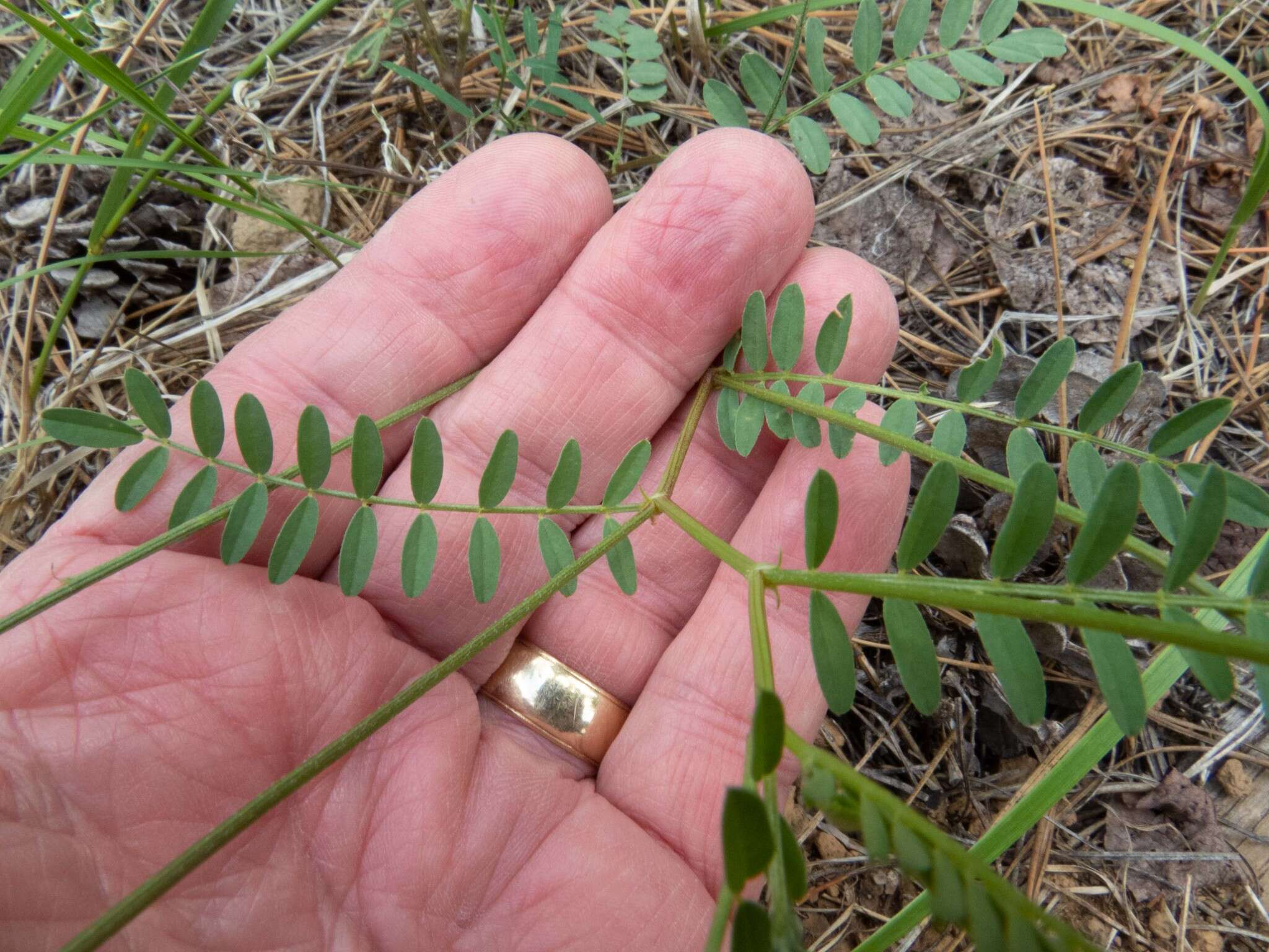 Image of Rusby's milkvetch