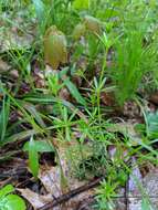 Image of Shining bedstraw