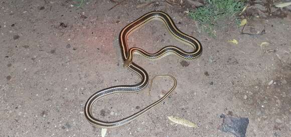 Image of Baird's Patchnose Snake