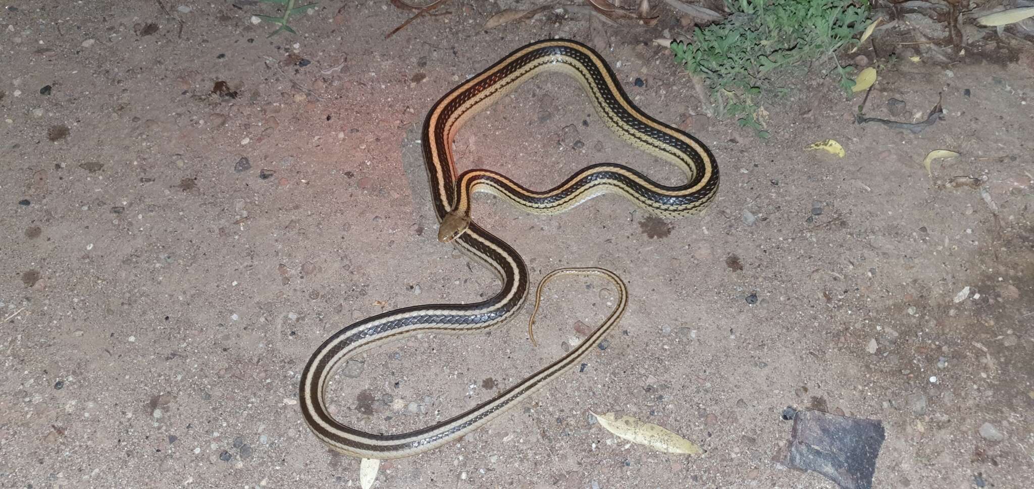 Image of Baird's Patchnose Snake