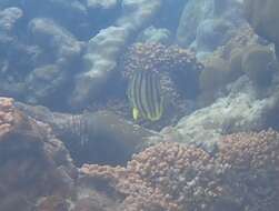 Image of Eight Banded Butterflyfish