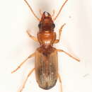 Слика од Bembidion (Cillenus) laterale (Leach ex Samouelle 1819)