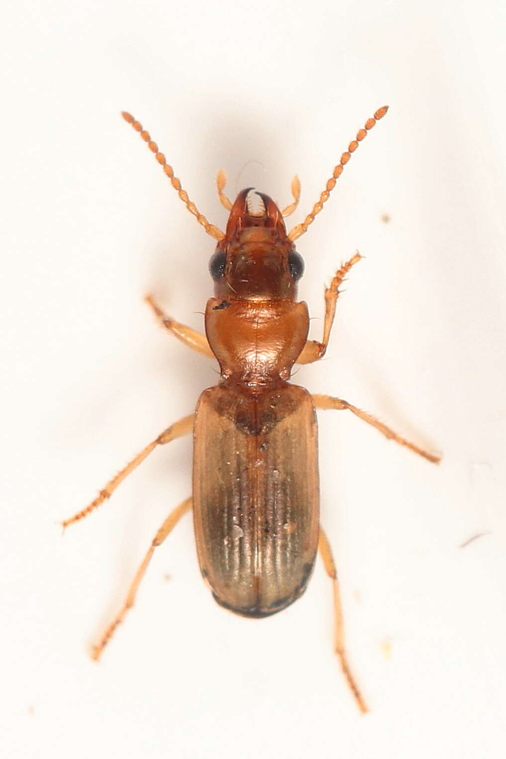 Bembidion (Cillenus) laterale (Leach ex Samouelle 1819)的圖片