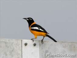 Image of Venezuelan Troupial