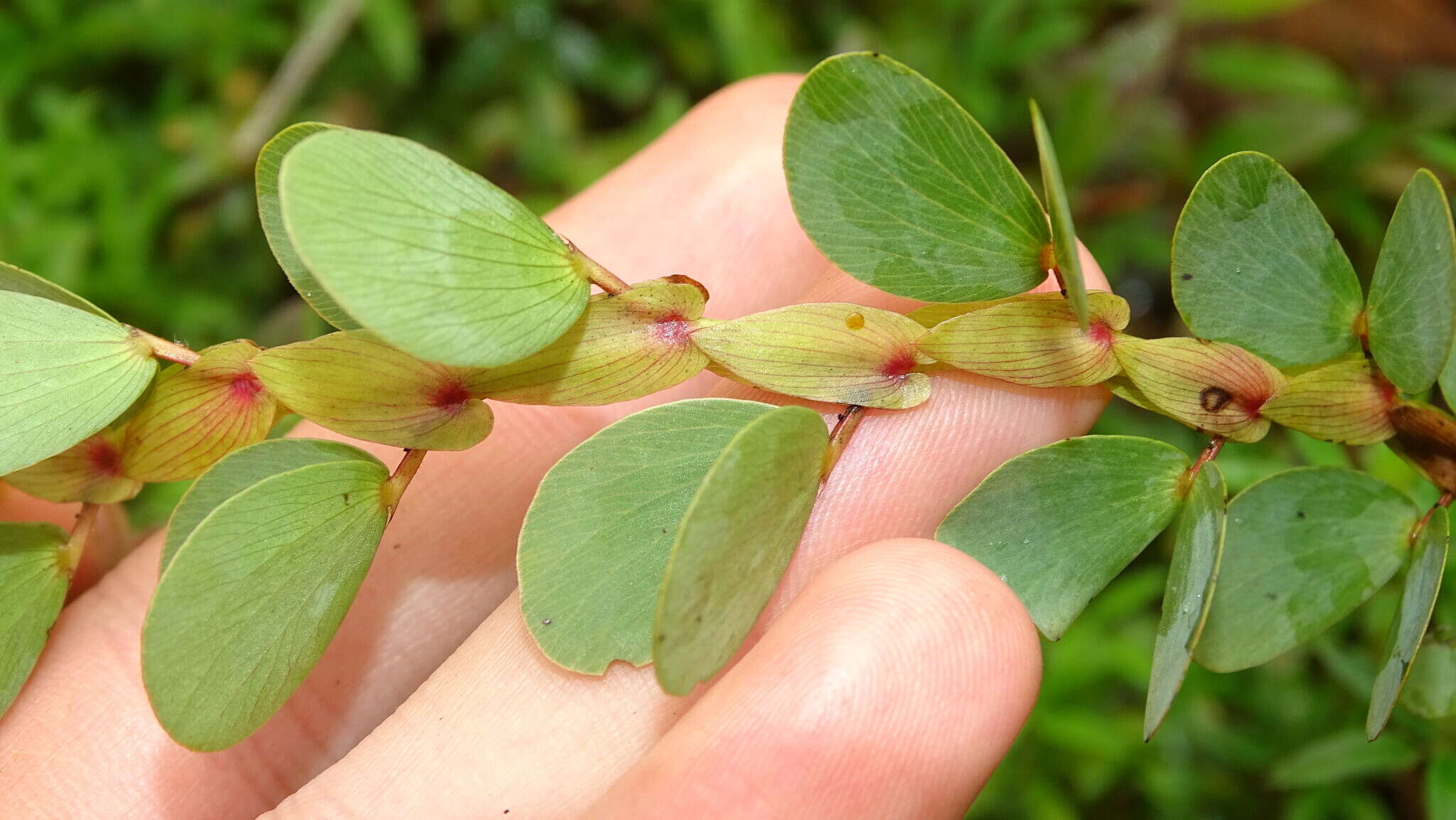 Image of Two-Leaf Sensitive-Pea