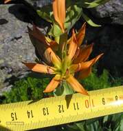 Image of Gentiana lutea subsp. aurantiaca M. Laínz