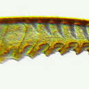 Image of Stauronematus platycerus (Hartig 1840)