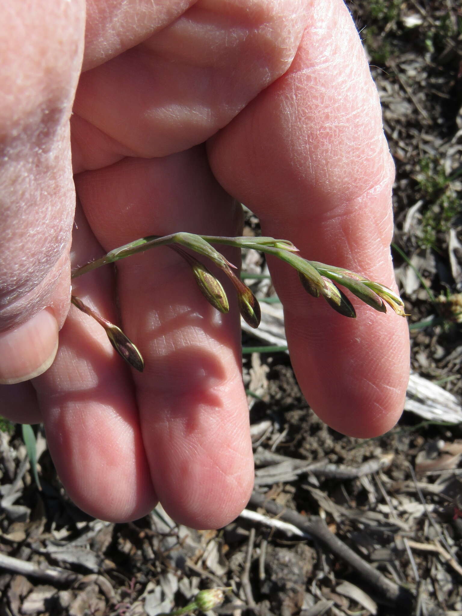 Hesperantha pilosa (L. fil.) Ker Gawl.的圖片