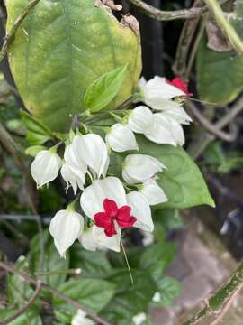 Слика од Clerodendrum thomsoniae Balf. fil.