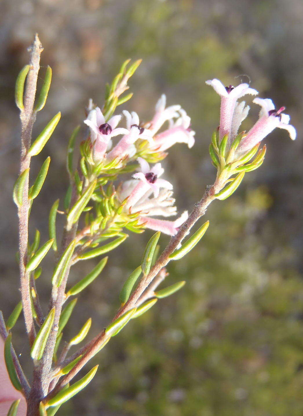 Image of Phylica lachneaeoides Pillans
