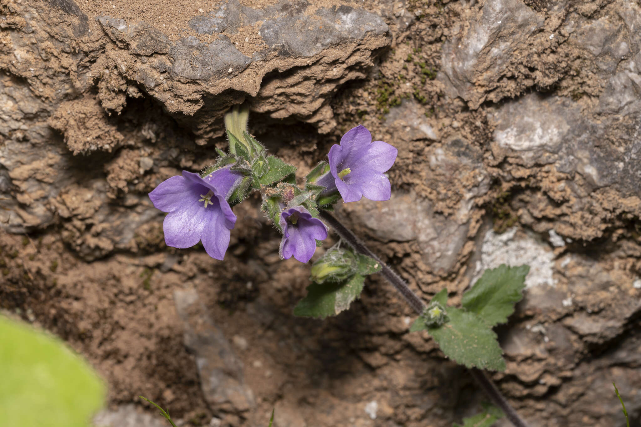 Image de Campanula hagielia Boiss.