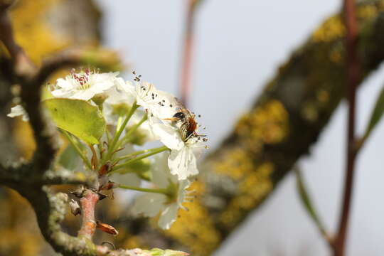 Image of early mining bee