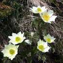 Pulsatilla alpina subsp. cottianaea (Beauv.) D. M. Moser resmi