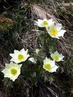 Image de Pulsatilla alpina subsp. cottianaea (Beauv.) D. M. Moser