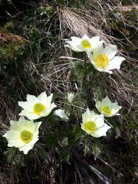 Image of Pulsatilla alpina subsp. cottianaea (Beauv.) D. M. Moser