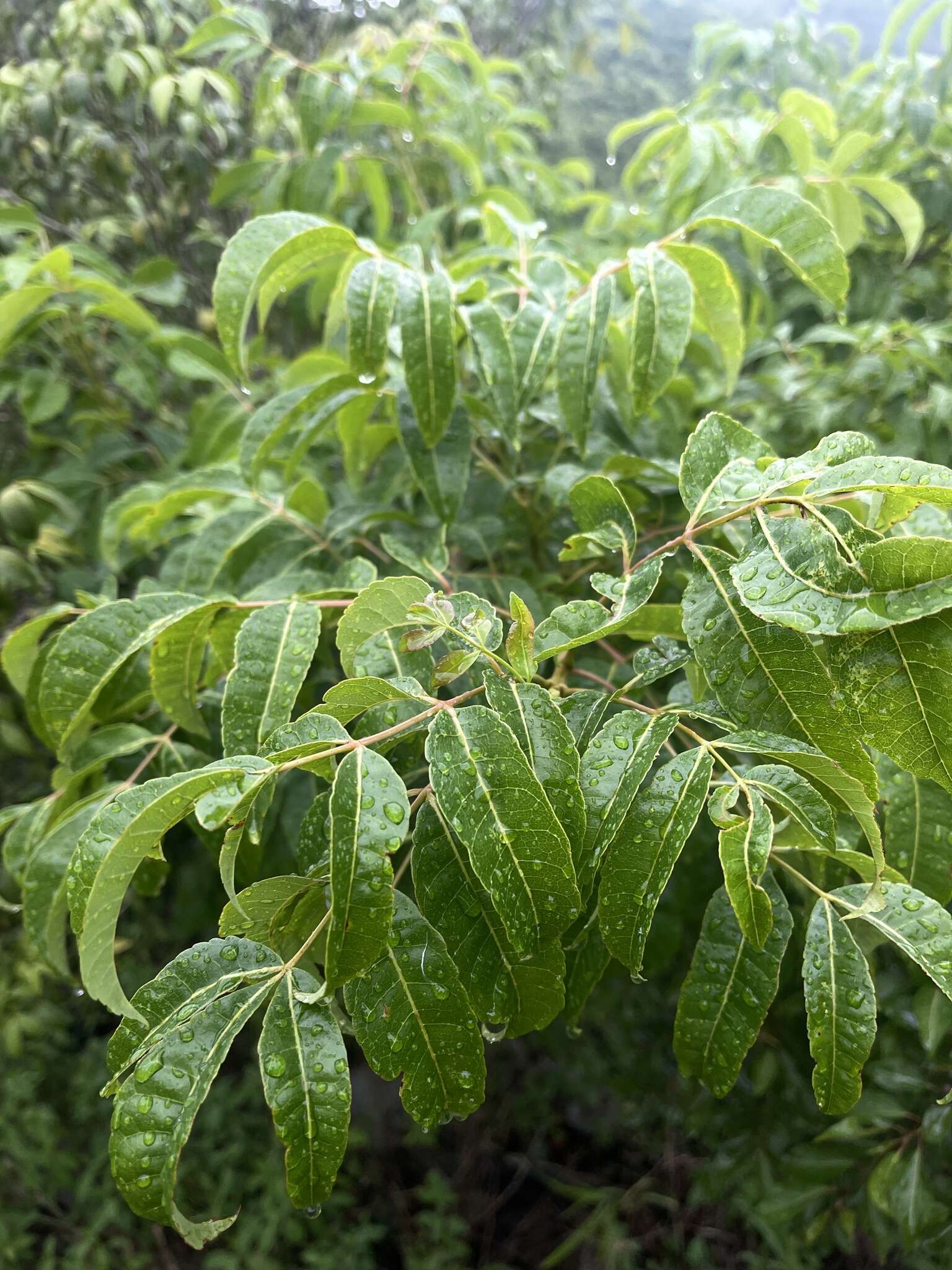 Imagem de Commiphora woodii Engl.