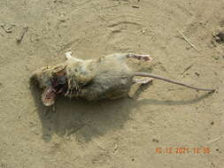 Image of Herb Field Mouse