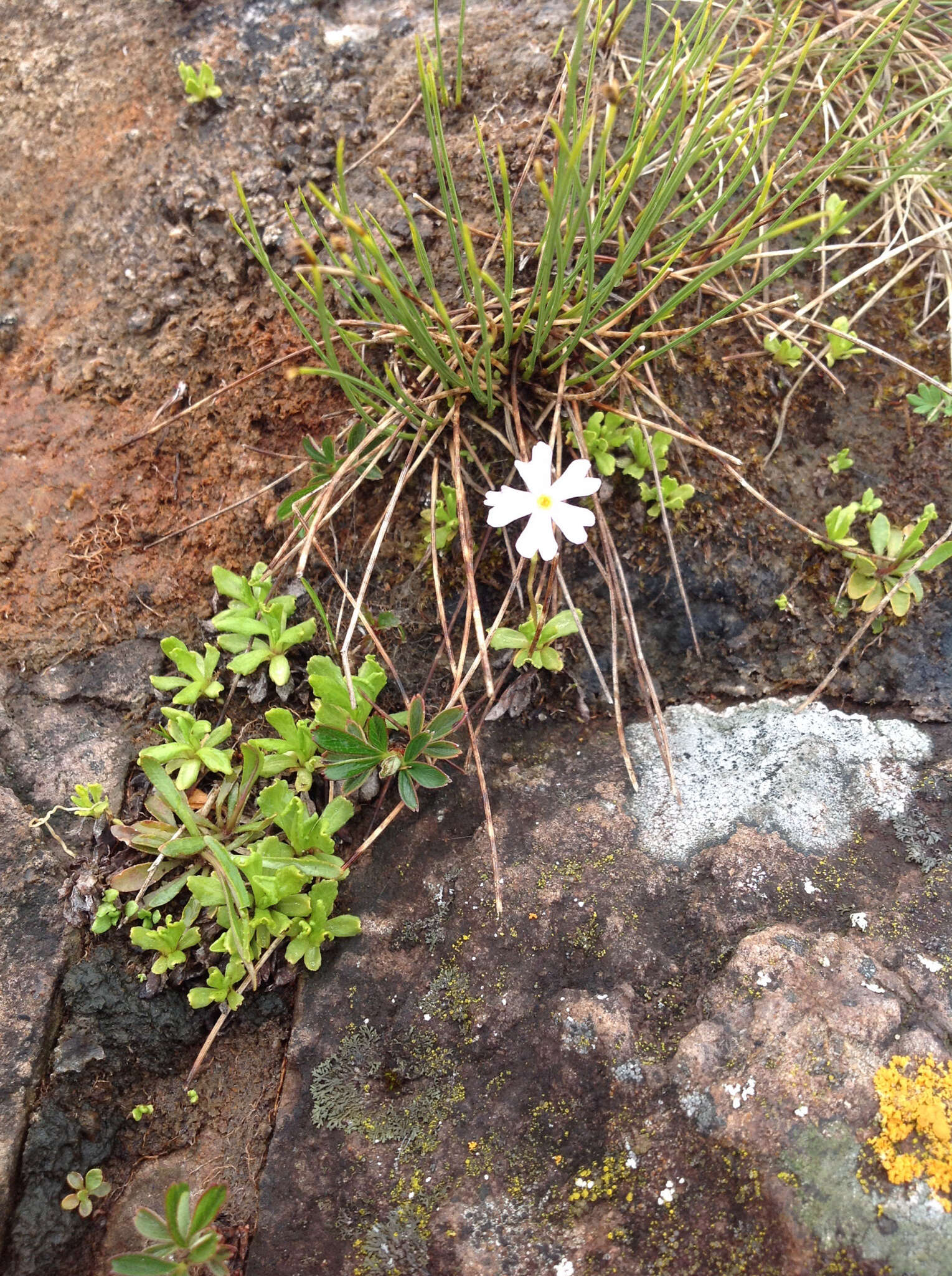 Imagem de Primula mistassinica Michx.