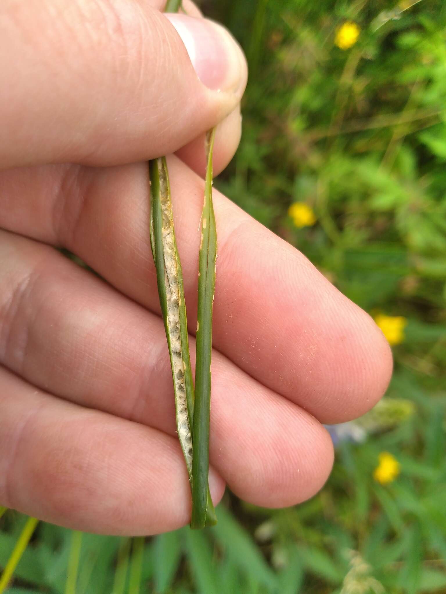 Image of Juncus australis J. D. Hook.