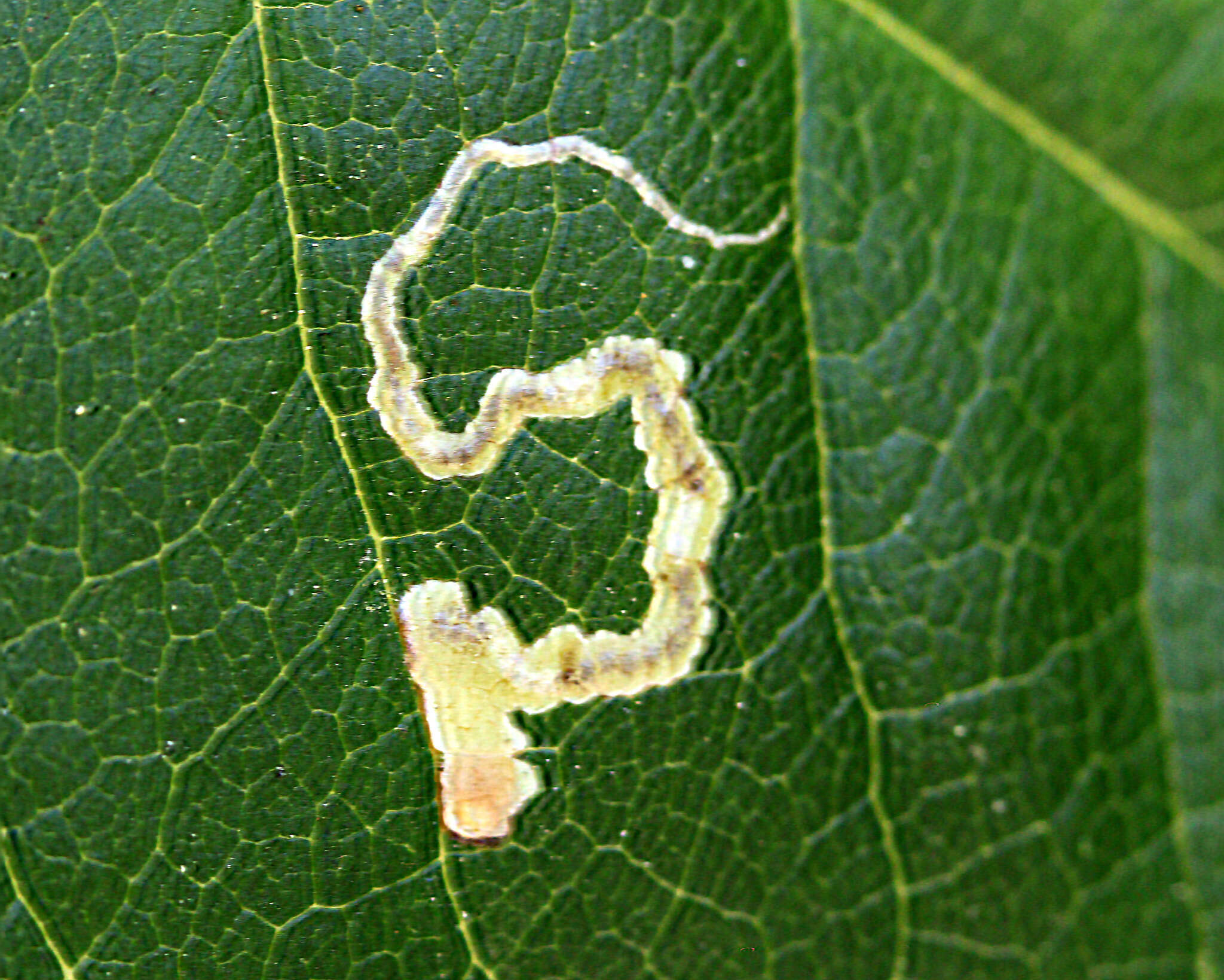 Sivun Stigmella centifoliella (Zeller 1848) Beirne 1945 kuva