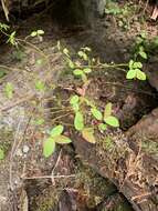 Image de Vaccinium alaskaense Howell