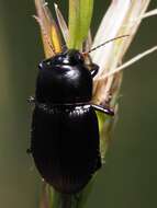 Image of Harpalus (Harpalus) serripes (Quensel ex Schönherr 1806)