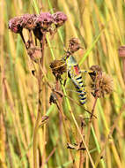 صورة Zonocerus elegans (Thunberg 1815)