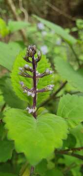 Image of Plectranthus zuluensis T. Cooke