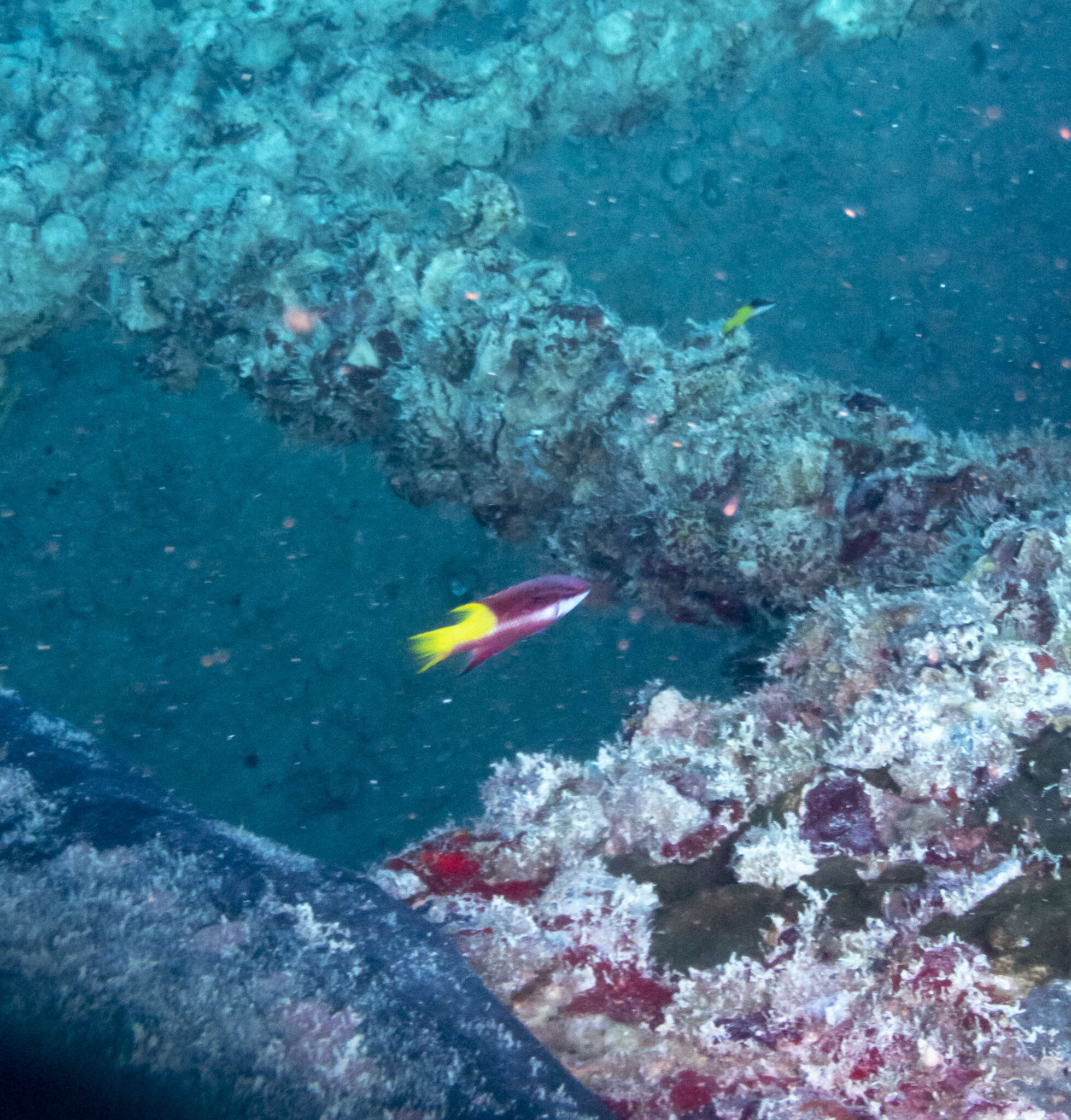 Bodianus pulchellus (Poey 1860) resmi