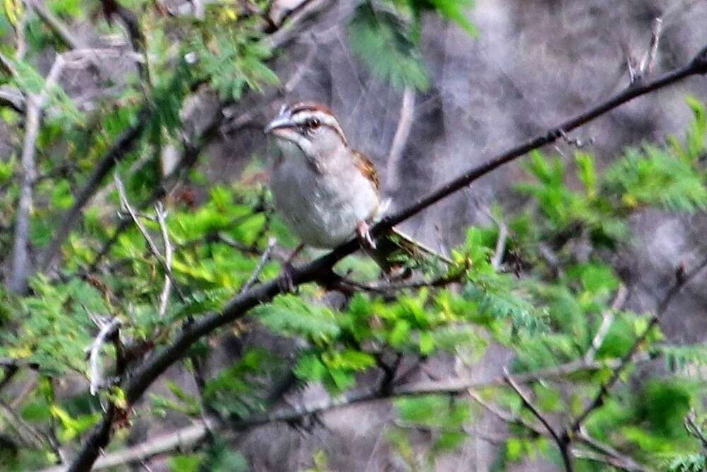 Image of Stripe-capped and Tumbes Sparrows