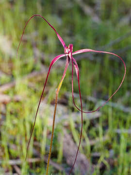 Image of Daddy-long-legs