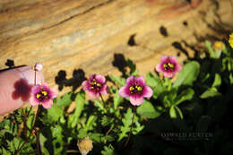 Imagem de Diascia capensis (L.) Britten