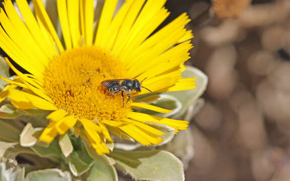 Image of Osmia submicans Morawitz 1870