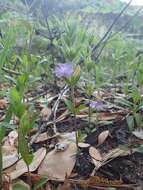 صورة Dyschoriste oblongifolia (Michx.) Kuntze