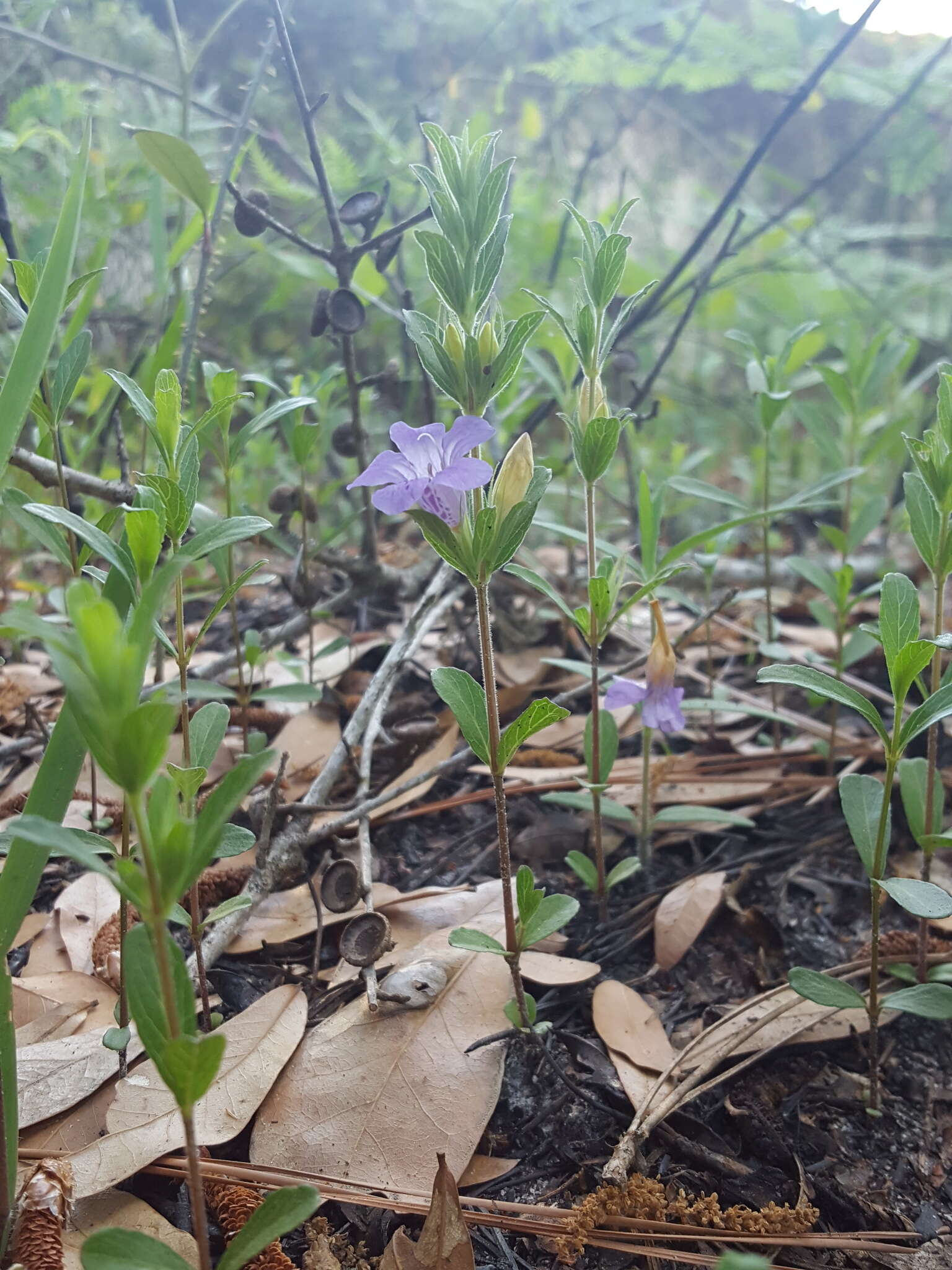 Dyschoriste oblongifolia (Michx.) Kuntze的圖片