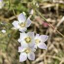 Image of Swertia densifolia (Griseb.) Kashyapa