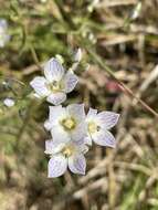 Image de Swertia densifolia (Griseb.) Kashyapa