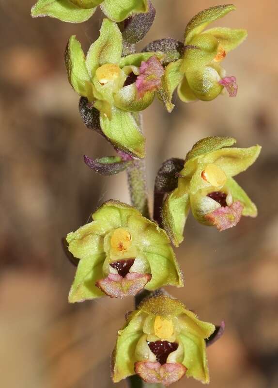 Imagem de Epipactis kleinii M. B. Crespo, M. R. Lowe & Piera