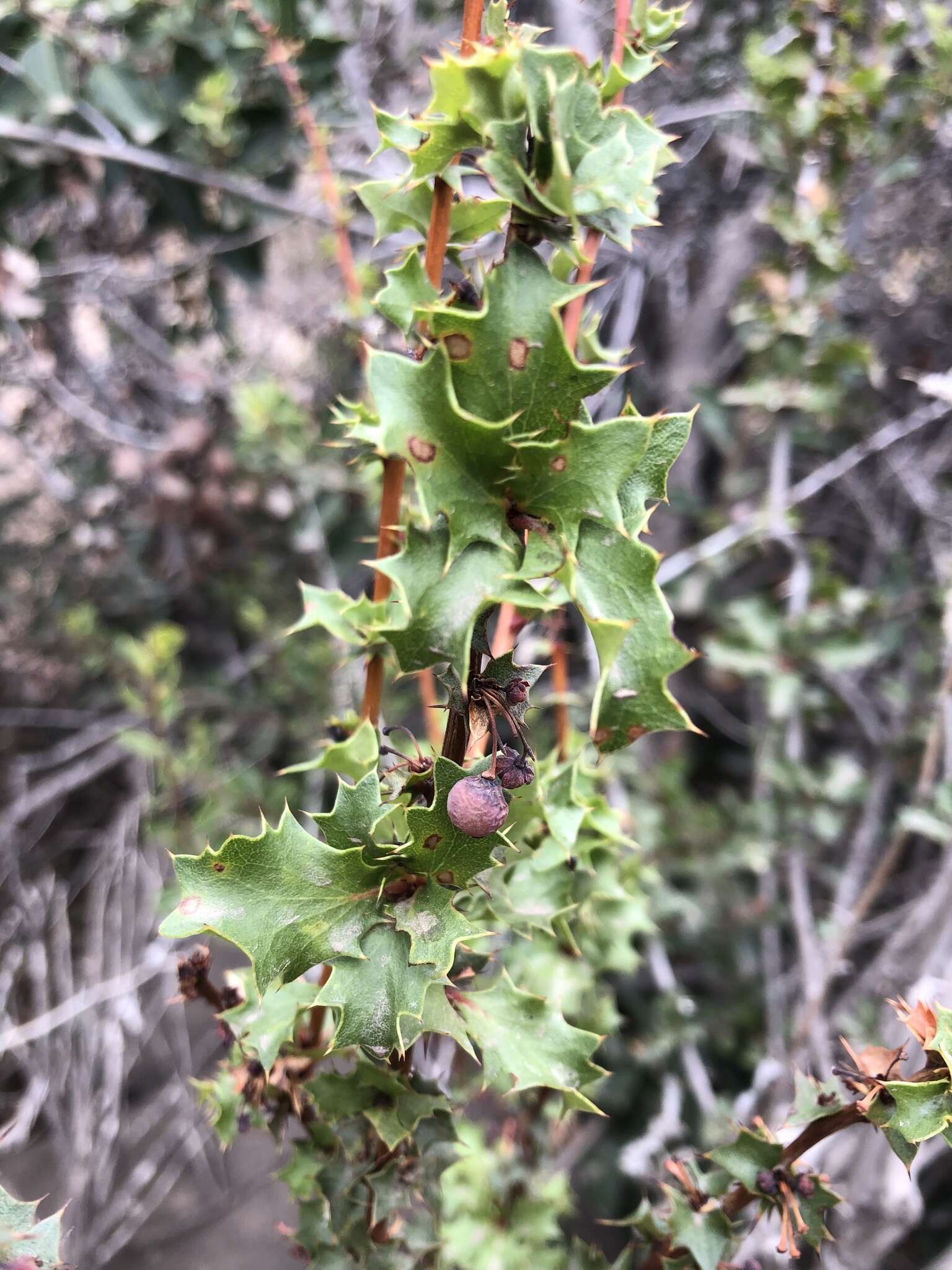 Image of Berberis actinacantha Mart. ex Schult. fil.