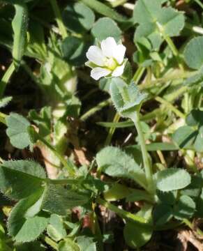 Image of Holosteum umbellatum subsp. syvaschicum (Kleopow) Tzvelev