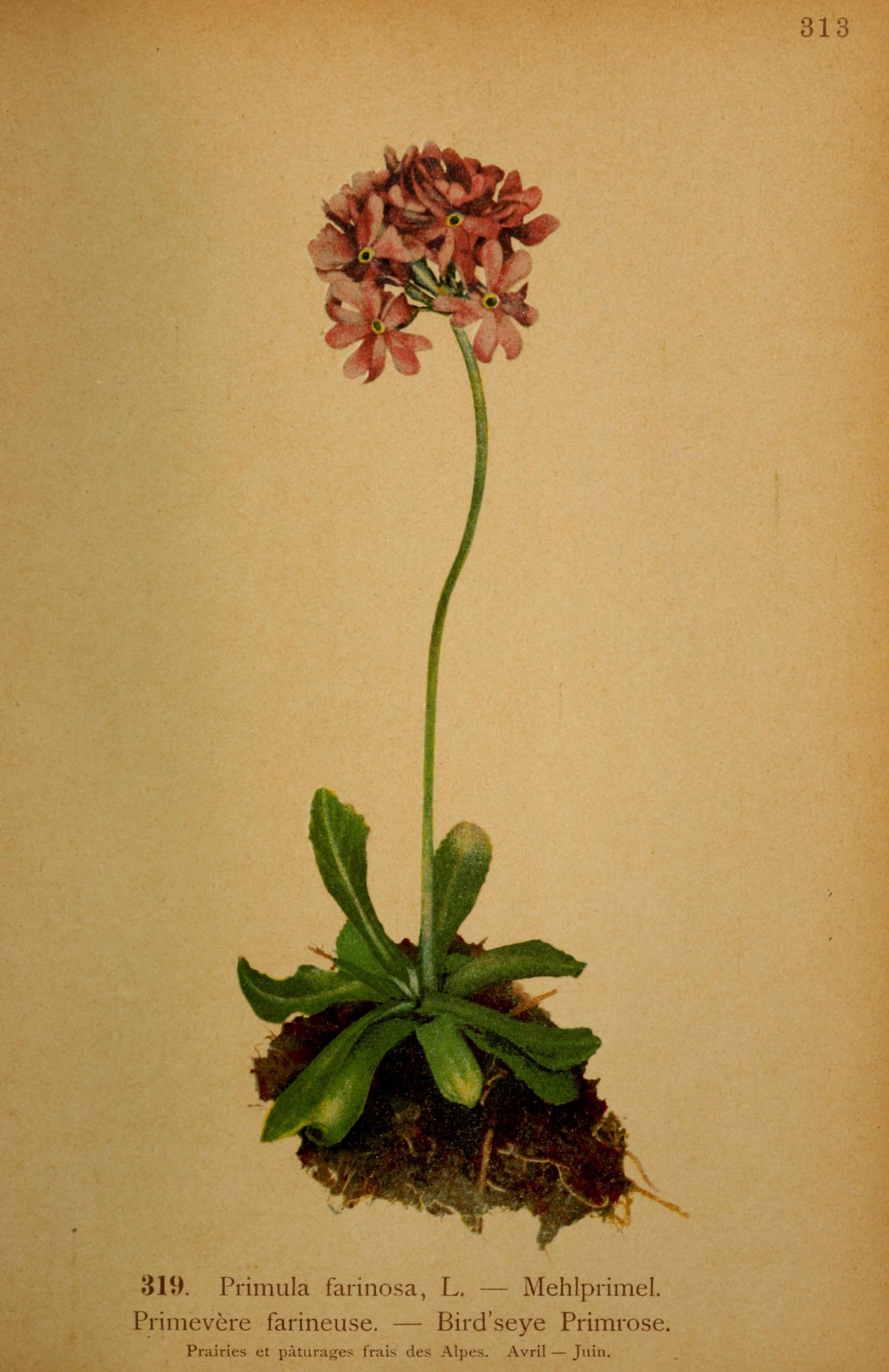 Primula farinosa (rights holder: Biodiversity Heritage Library)