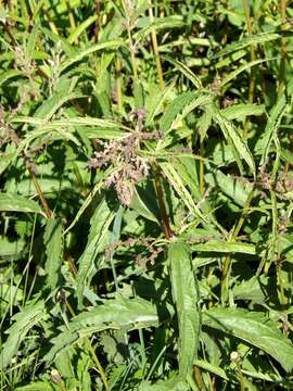 Image of Urtica angustifolia Fisch. ex Hornem.