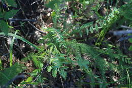 صورة Astragalus buchtormensis Pall.