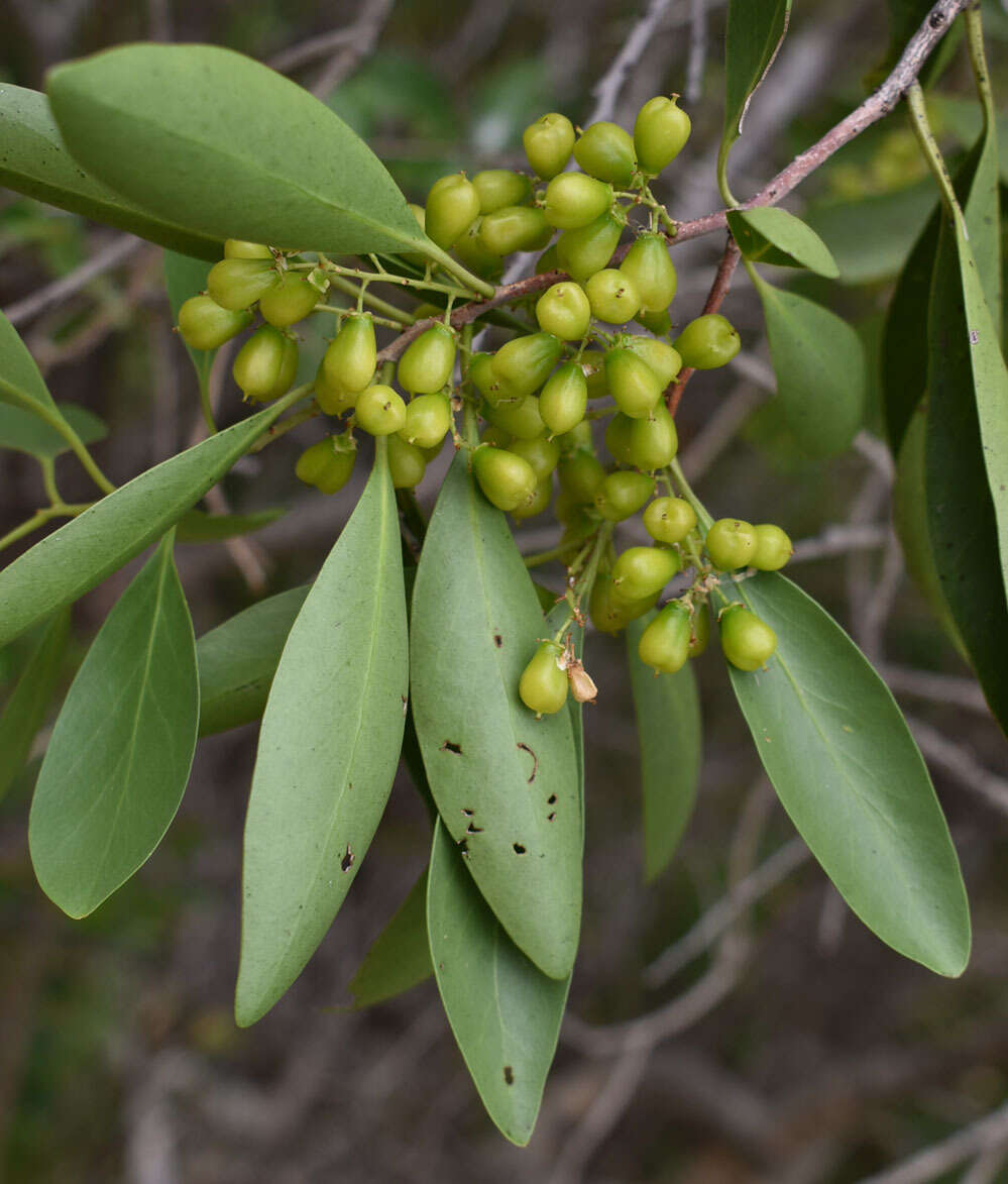 Image of Denhamia disperma (F. Müll.) M. P. Simmons