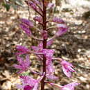 Image of Dipodium punctatum (Sm.) R. Br.