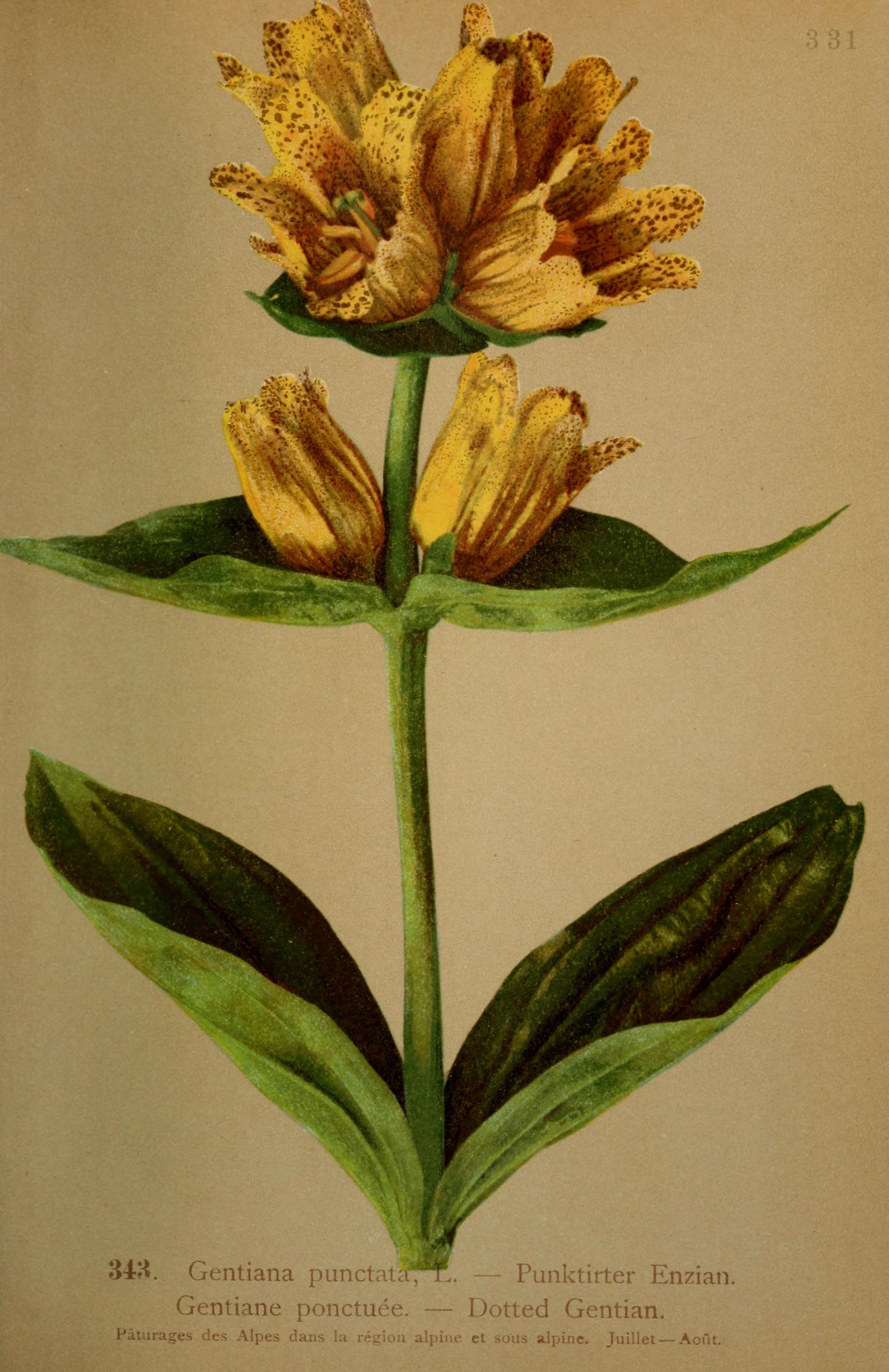 Gentiana punctata (rights holder: Biodiversity Heritage Library)