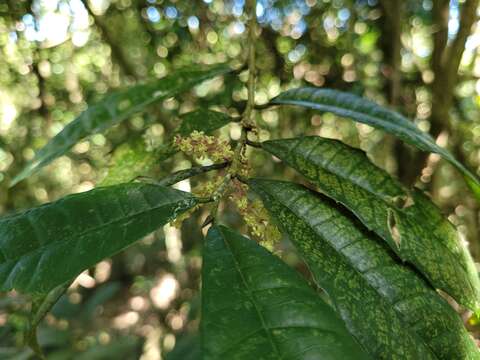 Image of Sorocea bonplandii (Baill.) Burger, Lanj. & Boer