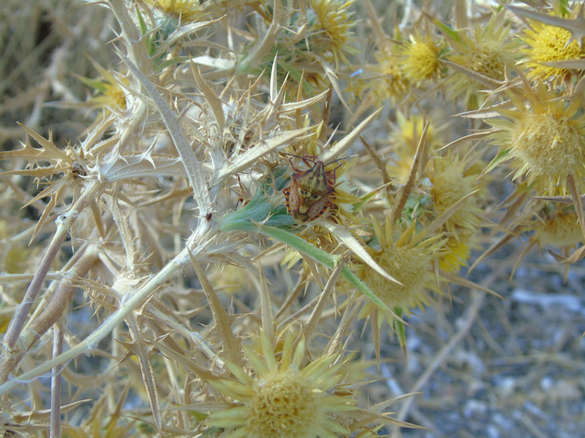 Image of <i>Carpocoris <i>mediterraneus</i></i> mediterraneus