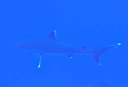 Image of Silvertip Shark