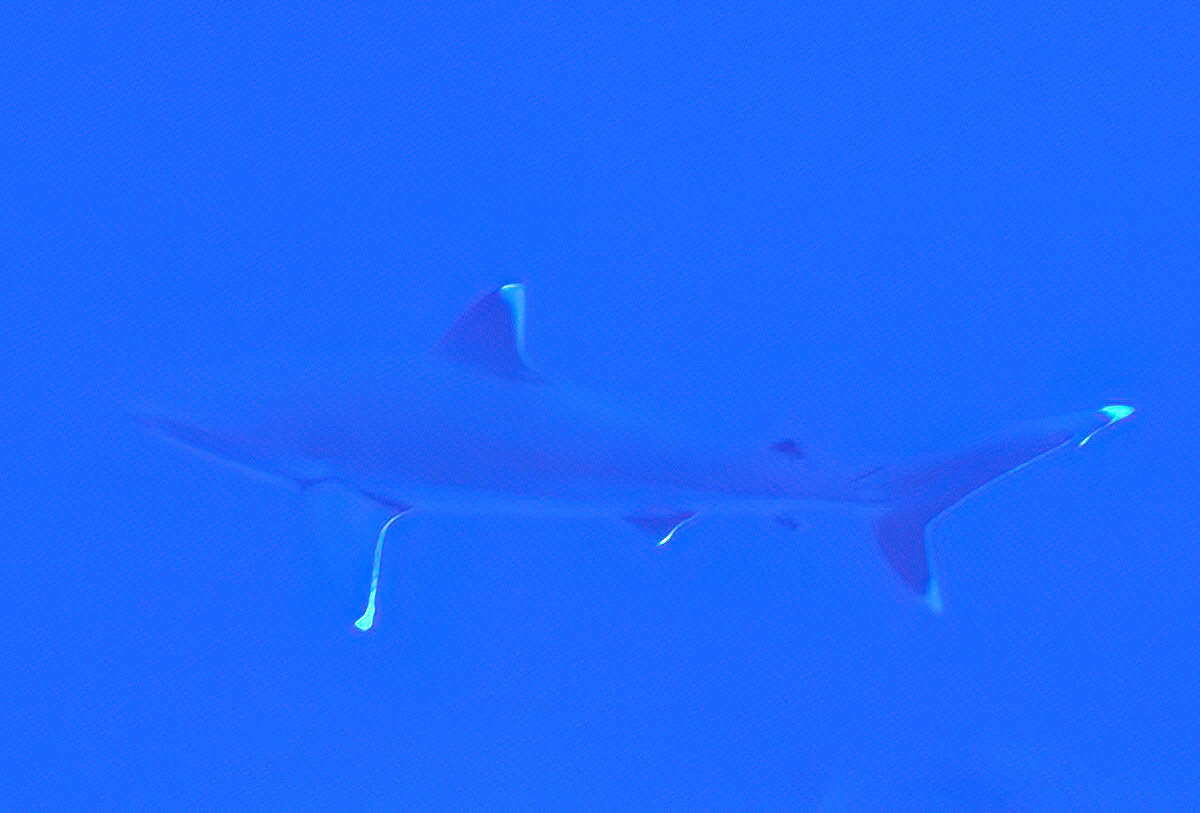 Image of Silvertip Shark